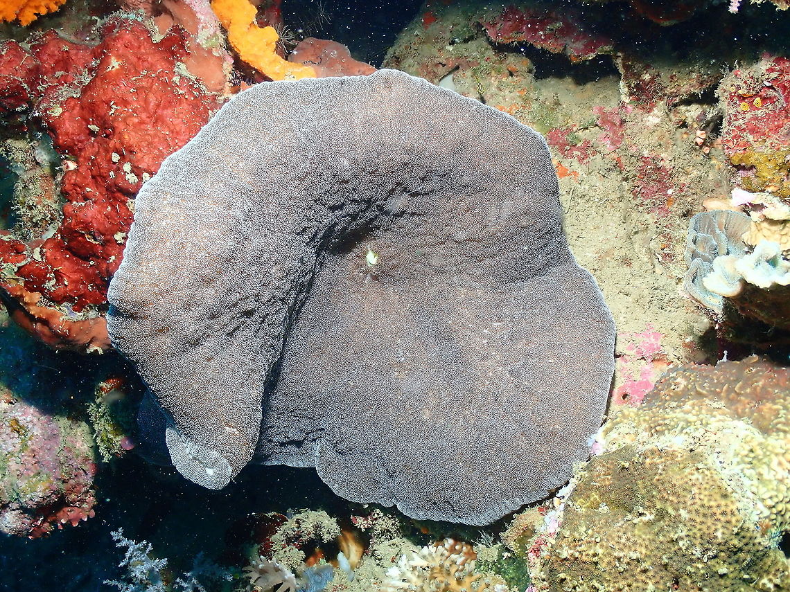 Adhesive anemone - Cryptodendrum adhaesivum  Adhesive anemone,Cryptodendrum adhaesivum,Fall,Geotagged,Indonesia