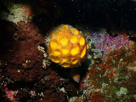 Cinachyra or Cinachyrella australiensis  Cinachyra australiensis,Fall,Geotagged,Indonesia