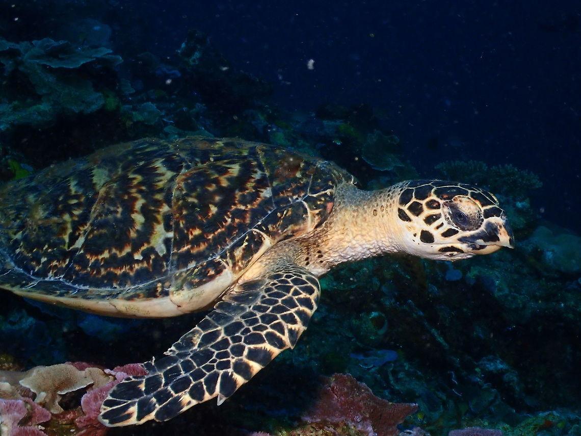 Hawksbill sea turtle - Eretmochelys imbricata Pacing on the top of a massive coral reef: Gorango. Eretmochelys imbricata,Fall,Geotagged,Hawksbill sea turtle,Indonesia