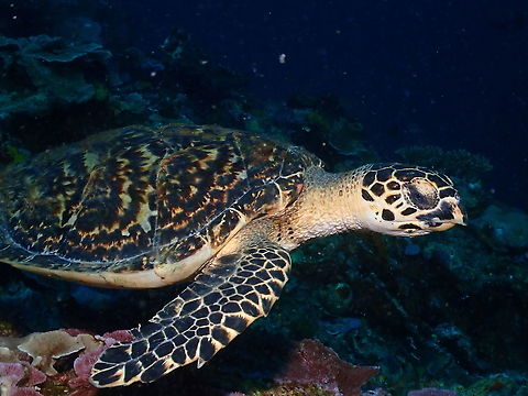 Hawksbill sea turtle - Eretmochelys imbricata Pacing on the top of a massive coral reef: Gorango. Eretmochelys imbricata,Fall,Geotagged,Hawksbill sea turtle,Indonesia