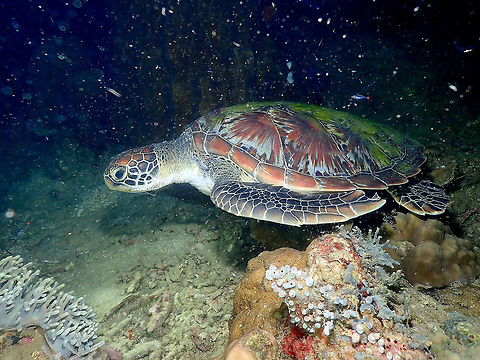 Green turtle - Chelonia mydas We startled this one as she was sleeping (night dive). At some point she came to us swimming really fast and I had to open my legs to let her pass. She hit one of my legs just on a corner. I can tell with the strength and speed at which she was swimming she could have broken my legs on impact..so yes, they are amazingly strong so don't get on their way when thye show signs of feeling cornered! Chelonia mydas,Fall,Geotagged,Green sea turtle,Indonesia