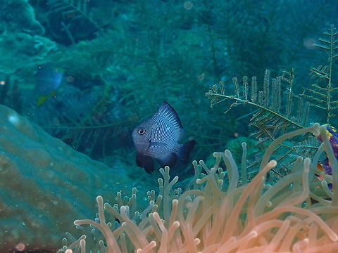 Threespot dascyllus - Dascyllus trimaculatus For once I get one looking at me! Dascyllus trimaculatus,Fall,Geotagged,Indonesia,Threespot dascyllus