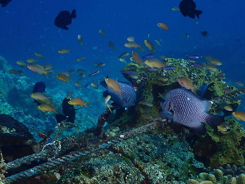 Threespot dascyllus - Dascyllus trimaculatus The two big dark fishes on the rigfht of the image. Most of the rest are Anthias. Dascyllus trimaculatus,Fall,Geotagged,Indonesia,Threespot dascyllus