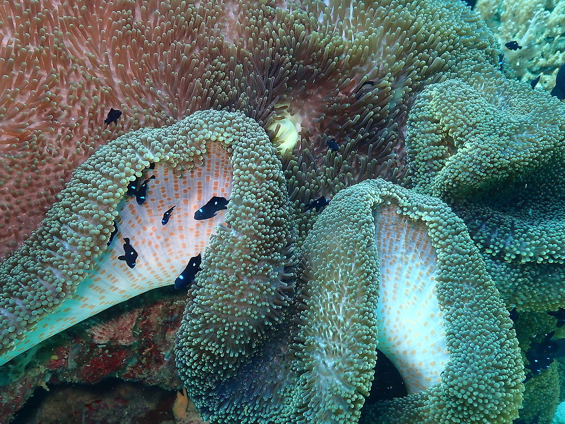 Threespot dascyllus - Dascyllus trimaculatus Babies hiding under a Saddle or Haddon&#039;s carpet Anemone (Stichodactyla haddoni). Dascyllus trimaculatus,Fall,Geotagged,Indonesia,Threespot dascyllus
