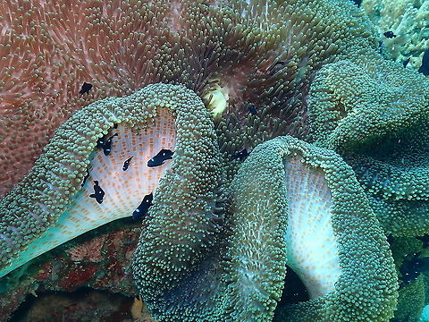 Threespot dascyllus - Dascyllus trimaculatus Babies hiding under a Saddle or Haddon's carpet Anemone (Stichodactyla haddoni). Dascyllus trimaculatus,Fall,Geotagged,Indonesia,Threespot dascyllus