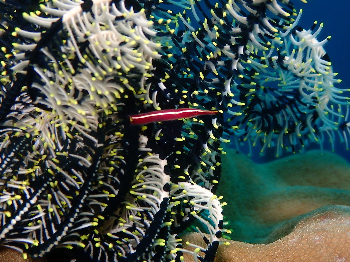 Long-snout clingfish - Diademichthys lineatus  Diademichthys lineatus,Fall,Geotagged,Indonesia,Long-snout clingfish