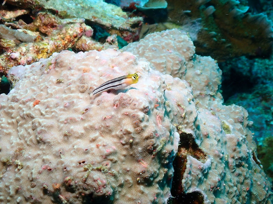Bath's Comb-Toot blenny - Ecsenius bathi - Alternative Form The the more frequently encountered form of this species which also happens to have white facial and eye stripes has  orange color with white and two longitudinal orange stripes stripes that are bisected by vertical stripes creating an attractive orange checkered pattern. See this form here:<br />
<figure class="photo"><a href="https://www.jungledragon.com/image/97354/baths_blenny_ecsenius_bathi_orange-striped_variation.html" title="Bath&#039;s Blenny _ Ecsenius bathi (Orange-Striped variation)"><img src="https://s3.amazonaws.com/media.jungledragon.com/images/2298/97354_thumb.JPG?AWSAccessKeyId=05GMT0V3GWVNE7GGM1R2&Expires=1763596810&Signature=Nf%2BI1MeeKN5V9qPBqcnfRLWjHkg%3D" width="200" height="160" alt="Bath&#039;s Blenny _ Ecsenius bathi (Orange-Striped variation) I am surprised to see this species has two very different colorations one gray with yellow head and 3 black body stripes. It also has the Orange-Striped variation, alternating red orange and gray stripes intersected by narrow brown bars forming rectangular windows and a pair of white stripes through the eyes (taken from book Teef Fish Identificayion by Gerald Allen, Roger Stelle, Paul Humann and Ned Deloach, page 349). Seen in Parsi Tidori, Weda, Halmahera. Clown Blenny,Ecesenius bathi,Ecsenius axelrodi,Ecsenius bathi,Fall,Geotagged,Indonesia" /></a></figure><br />
<figure class="photo"><a href="https://www.jungledragon.com/image/99468/baths_comb-toot_blenny_-_ecsenius_bathi.html" title="Bath&#039;s Comb-Toot blenny - Ecsenius bathi"><img src="https://s3.amazonaws.com/media.jungledragon.com/images/2298/99468_thumb.JPG?AWSAccessKeyId=05GMT0V3GWVNE7GGM1R2&Expires=1763596810&Signature=q5gRDEHyONH6Ab9azXHSIJyGUPM%3D" width="200" height="150" alt="Bath&#039;s Comb-Toot blenny - Ecsenius bathi Ecesenius bathi exists in two forms. I will show the other color in anotehr spotting:<br />
https://reefbuilders.com/2014/07/07/ecsenius-bathi-blenny-komodo-flores-sea/ Ecsenius bathi,Fall,Geotagged,Indonesia" /></a></figure><br />
<br />
In this spotting I show the other form of Ecsenius bathi which has yellow head stripes while the body is slightly grey with three long thin black lines running down the length of the body. This darker color form of Bath&rsquo;s comb-blenny is usually observed at a much smaller size than its orange counterpart &ndash; small specimens of the orange E. bathi can be seen but not larger specimens of the darker color form.<br />
See article on the species: <a href="https://reefbuilders.com/2014/07/07/ecsenius-bathi-blenny-komodo-flores-sea/" rel="nofollow">https://reefbuilders.com/2014/07/07/ecsenius-bathi-blenny-komodo-flores-sea/</a> Bath's Comb-Toot blenny,Ecsenius bathi,Fall,Geotagged,Indonesia,blenny