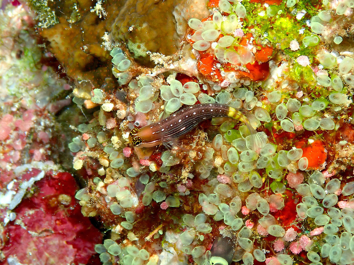 Pictus Blenny - Ecsenius pictus  Ecsenius pictus,Fall,Geotagged,Indonesia,Pictus blenny
