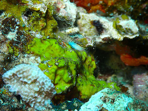 Randall's Blenny - Ecsenius randalli  Ecsenius randalli,Fall,Geotagged,Indonesia