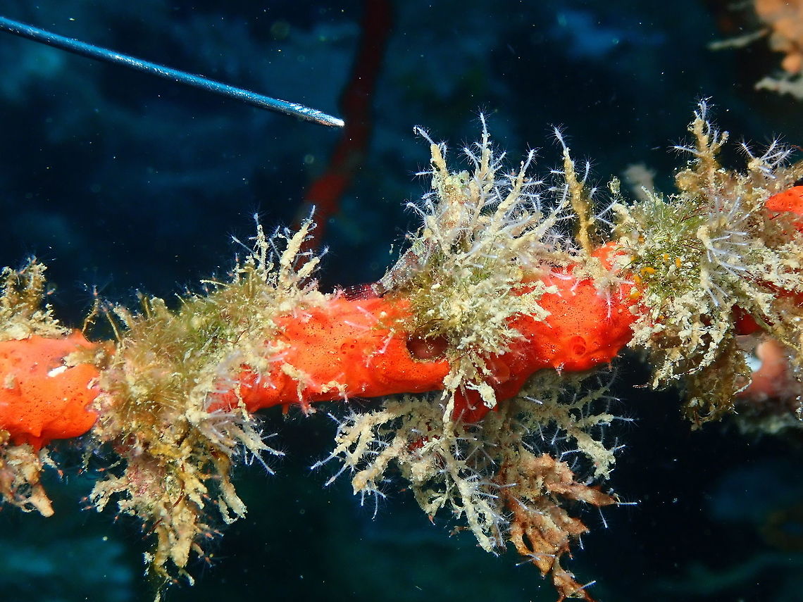 Miracle Triplefin - Enneapterygius mirabilis  Enneapterygius mirabilis,Fall,Geotagged,Indonesia,Miracle triplefin