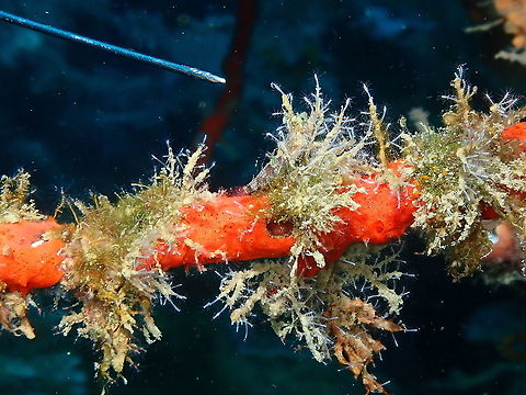 Miracle Triplefin - Enneapterygius mirabilis  Enneapterygius mirabilis,Fall,Geotagged,Indonesia,Miracle triplefin