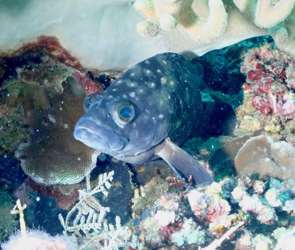 Whitespotted Grouper - Epinephelus coeruleopunctatus  Epinephelus coeruleopunctatus,Fall,Geotagged,Indonesia,Whitespotted grouper