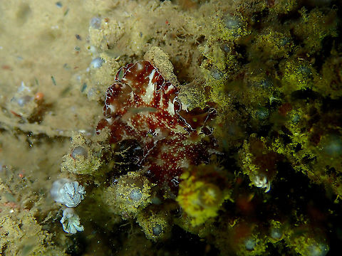 Bohol Discodoris - Discodoris boholiensis  Bohol discodoris,Discodoris boholiensis,Fall,Geotagged,Indonesia