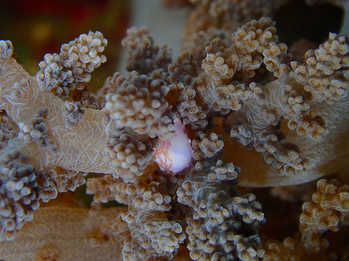 Margarita Egg Cowry - Diminovula margarita  Diminovula margarita,Fall,Geotagged,Indonesia,Margarita Egg Cowry