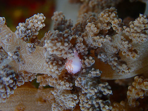 Margarita Egg Cowry - Diminovula margarita  Diminovula margarita,Fall,Geotagged,Indonesia,Margarita Egg Cowry