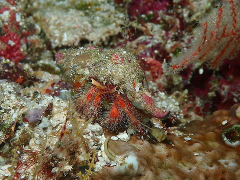 Hairy red hermit - Dardanus lagopodes  Dardanus lagopodes,Fall,Geotagged,Hairy red hermit crab,Indonesia