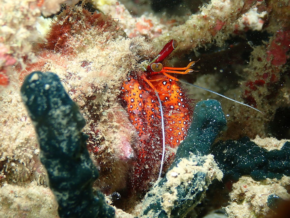 Darme_101119_Pasir_Putih_4  Dardanus megistos,Fall,Geotagged,Indonesia,White-spotted hermit crab