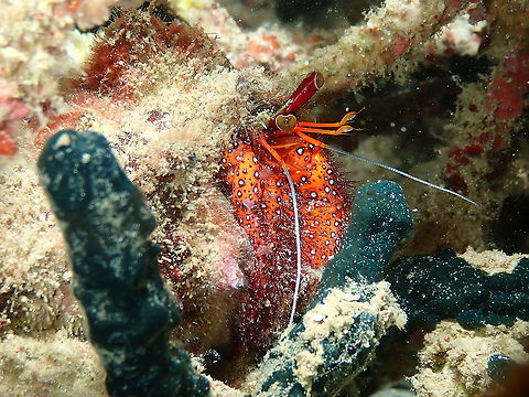 Darme_101119_Pasir_Putih_4  Dardanus megistos,Fall,Geotagged,Indonesia,White-spotted hermit crab