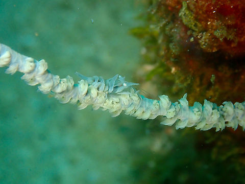 Zanzibar Whip Coral Shrimp - Dasycaris zanzibarica  Dasycaris zanzibarica,Fall,Geotagged,Indonesia
