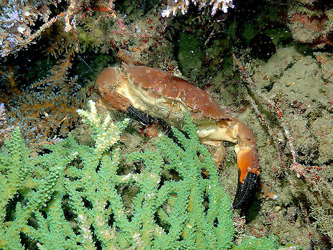 Sawedged Spooner Crab - Etisus utilis With beautiful pink eyes! Etisus utilis,Fall,Geotagged,Indonesia,Sawedged Spooner Crab