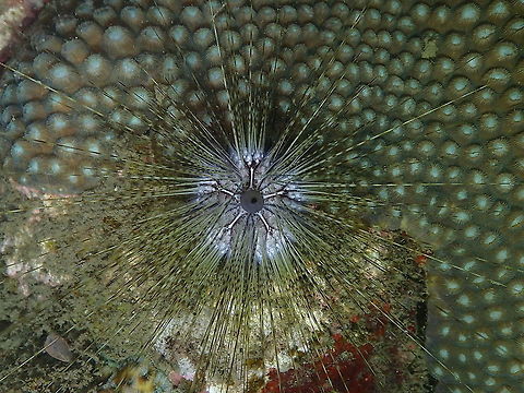 Diadema sp Sea Urchin  Diadema,Echinoderm,Fall,Geotagged,Indonesia,Sea Urchin