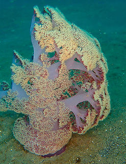 Soft Coral - Dendronephtya mucronata  Dendronephtya mucronata,Fall,Geotagged,Indonesia,Soft Coral Dendronephtya mucronata