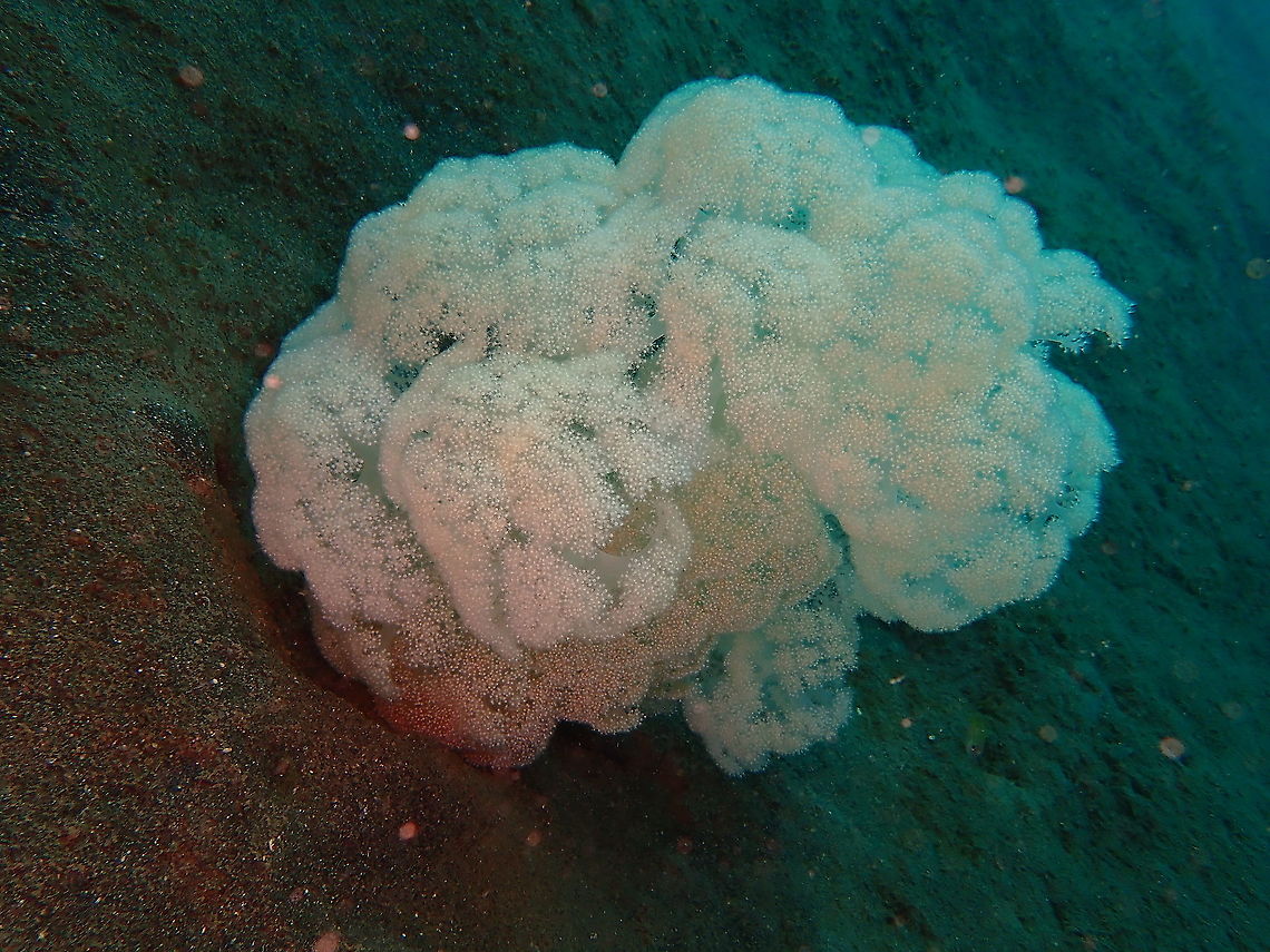 Soft Coral - Dendronephtya mucronata  Dendronephtya mucronata,Fall,Geotagged,Indonesia,Soft Coral Dendronephtya mucronata