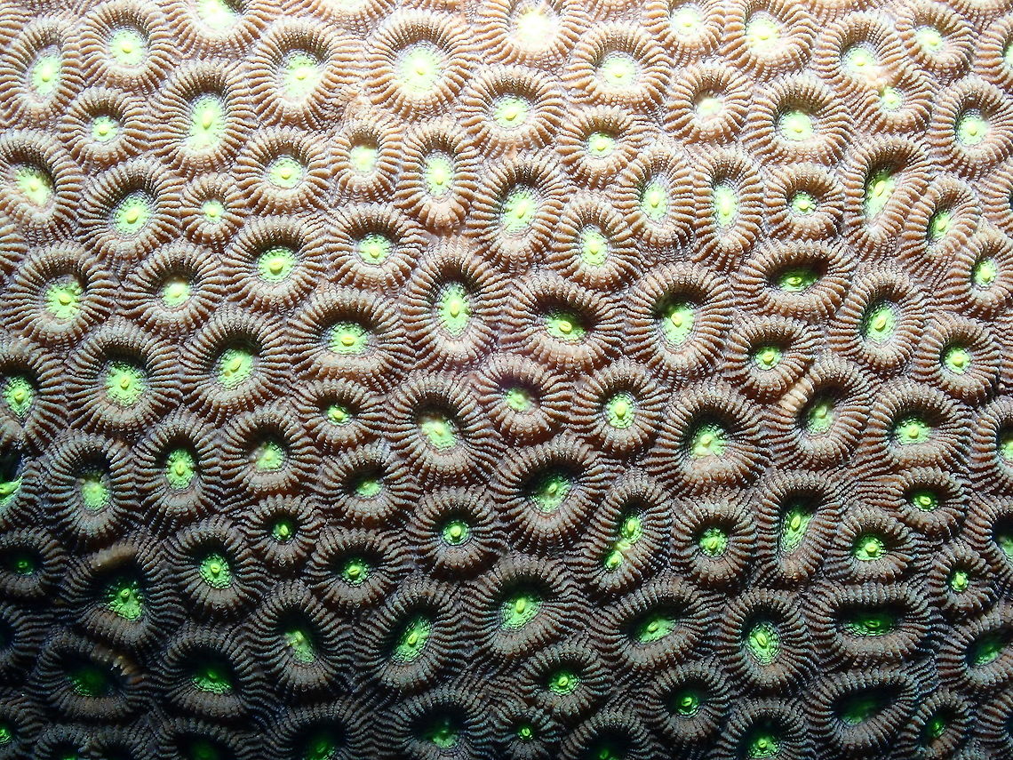 Dipsastraea/Favia speciosa This is a coral that can form massive colonies with corallites crowded together, brown, pale grey with calices of contrasting colors like green in this case. Dipsastraea speciosa,Fall,Geotagged,Indonesia