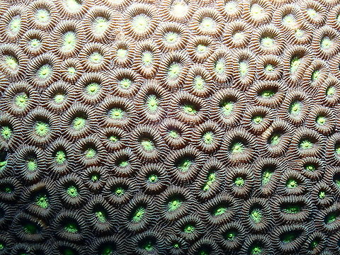 Dipsastraea/Favia speciosa This is a coral that can form massive colonies with corallites crowded together, brown, pale grey with calices of contrasting colors like green in this case. Dipsastraea speciosa,Fall,Geotagged,Indonesia