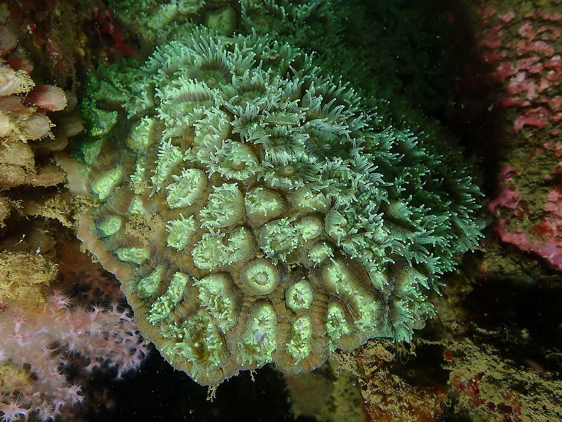 Knob Coral Dipsastraea maxima I am pretty sure is Dipsastraea, the sp is more tentative butlooks it can be the one. <br />
Corallites large and round, oval or polygonal. Septa regular, thickened at the wall and with well-developed paliform lobes lobes forming a crown around the colunella. Brown or yellow brown with pale green oral discs. (description from Corals of Australia and The Indo-Pacific by J.E.N. Veron, page 463). Dipsastraea maxima,Fall,Geotagged,Indonesia,Knob Coral Dipsastraea maxima