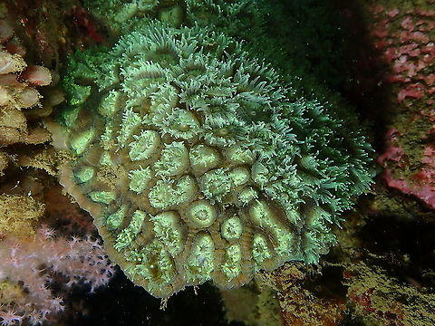 Knob Coral Dipsastraea maxima I am pretty sure is Dipsastraea, the sp is more tentative butlooks it can be the one. 
Corallites large and round, oval or polygonal. Septa regular, thickened at the wall and with well-developed paliform lobes lobes forming a crown around the colunella. Brown or yellow brown with pale green oral discs. (description from Corals of Australia and The Indo-Pacific by J.E.N. Veron, page 463). Dipsastraea maxima,Fall,Geotagged,Indonesia,Knob Coral Dipsastraea maxima