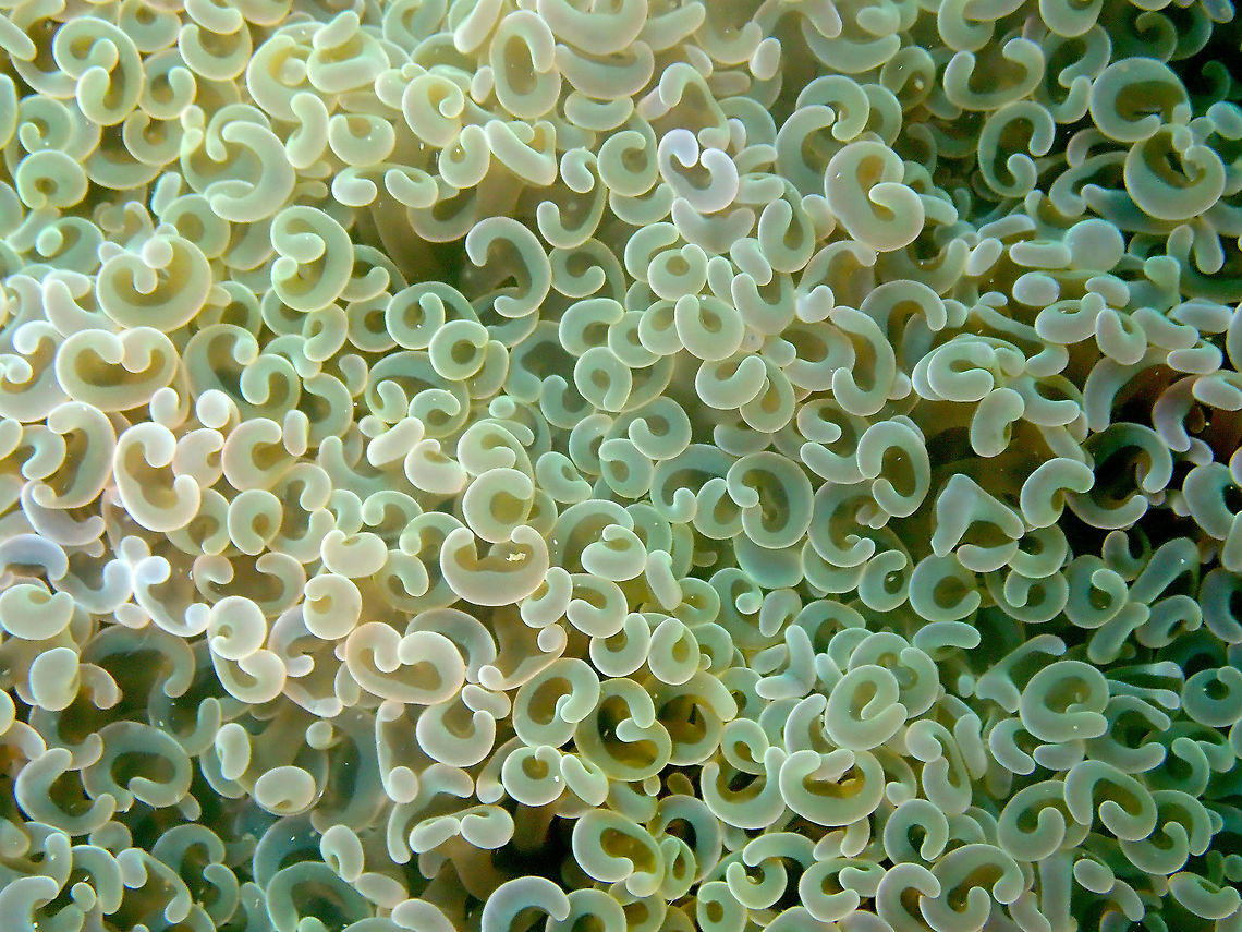Anchor coral - Euphyllia ancora  Anchor coral,Euphyllia ancora,Fall,Geotagged,Indonesia