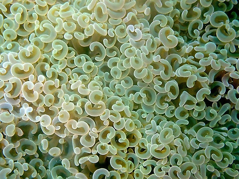 Anchor coral - Euphyllia ancora  Anchor coral,Euphyllia ancora,Fall,Geotagged,Indonesia