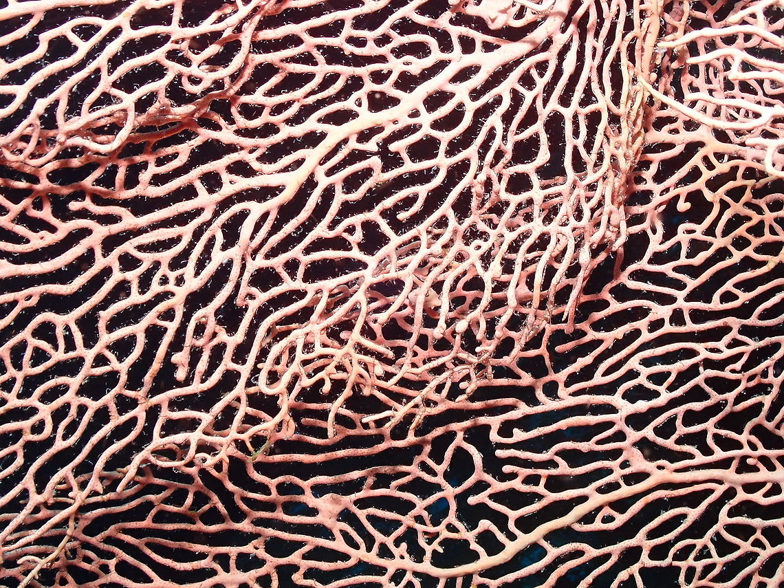 Giant Sea Fan - Annella mollis  Annella mollis,Fall,Geotagged,Giant Sea Fan,Indonesia