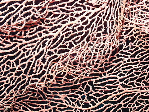 Giant Sea Fan - Annella mollis  Annella mollis,Fall,Geotagged,Giant Sea Fan,Indonesia