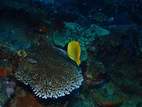 Longnose butterflyfish - Forcipiger longirostris  Fall,Forcipiger longirostris,Geotagged,Indonesia,Longnose butterflyfish
