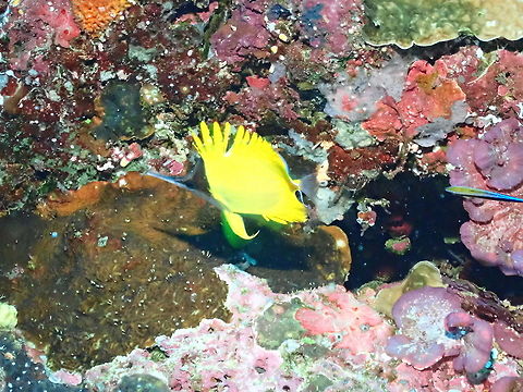 Yellow longnose butterflyfish -Forcipiger flavissimus  Fall,Forcipiger flavissimus,Geotagged,Indonesia,Yellow longnose butterflyfish
