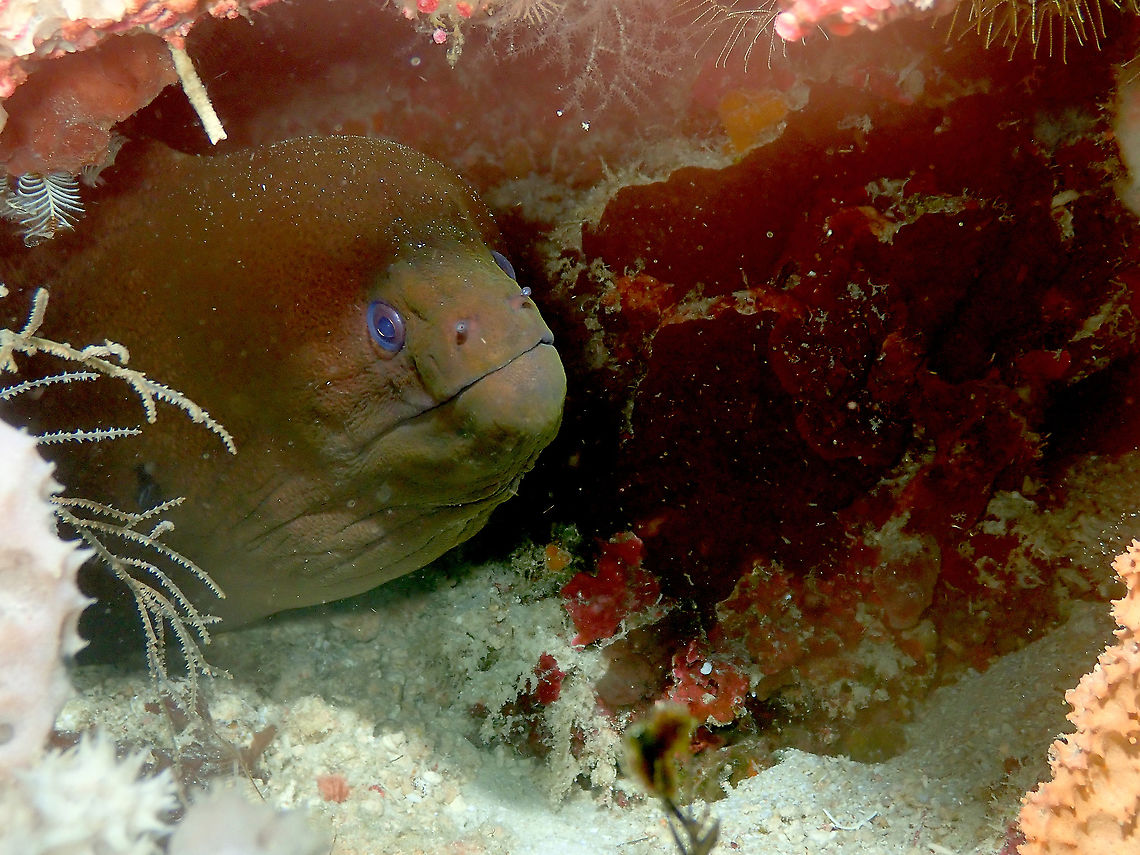 Giant moray  Fall,Geotagged,Giant moray,Gymnothorax javanicus,Indonesia