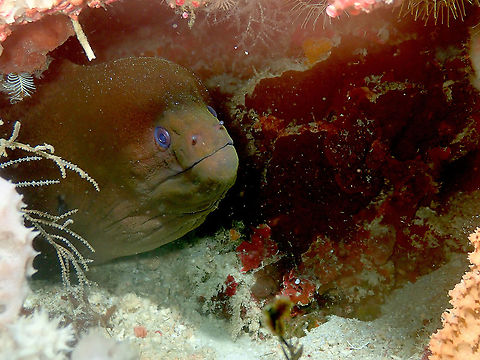 Giant moray  Fall,Geotagged,Giant moray,Gymnothorax javanicus,Indonesia