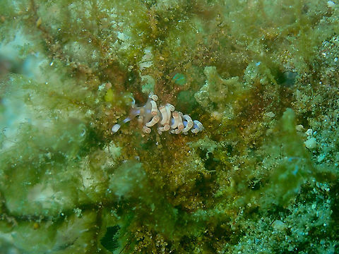 Samla/Flabellina bilas  Fall,Geotagged,Indonesia,Samla bilas