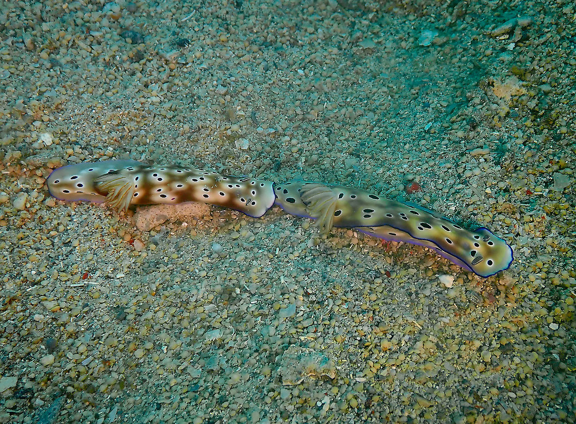 Hypselodoris/Risbecia tryoni Sea slugs such as Hypselodoris tryoni, are known to exhibit trailing behaviour where up to four animals will follow one another very closely, often touching. It is not known what causes this behaviour.<br />
<a href="http://www.seaslugforum.net/find/trailing" rel="nofollow">http://www.seaslugforum.net/find/trailing</a> Fall,Geotagged,Hypselodoris tryoni,Indonesia