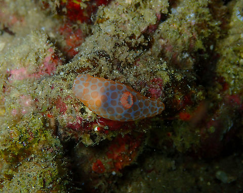 Gymnodoris rubropapulosa  Fall,Geotagged,Gymnodoris rubropapulosa,Indonesia