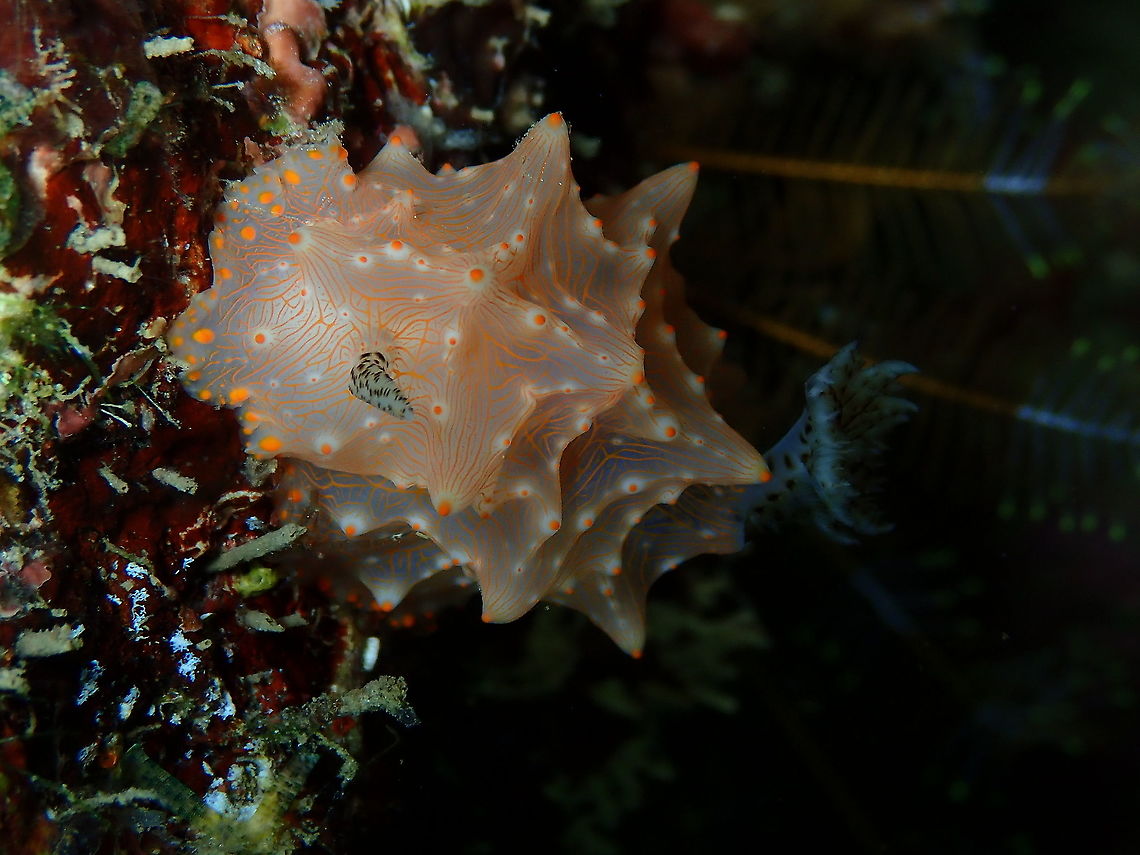 Halgerda batangas  Batangas Halgerda,Fall,Geotagged,Halgerda batangas,Indonesia