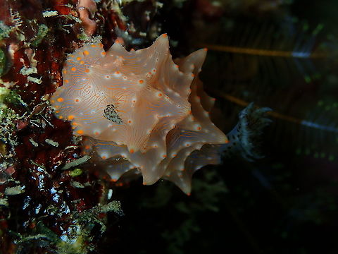 Halgerda batangas  Batangas Halgerda,Fall,Geotagged,Halgerda batangas,Indonesia