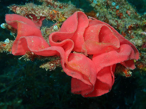 Spanish dancer eggs - Hexabranchus sanguineus  Fall,Geotagged,Hexabranchus sanguineus,Indonesia,Spanish dancer