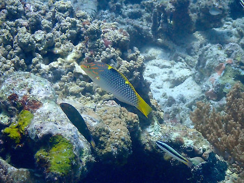 Checkerboard wrasse - Halichoeres hortulanus The bigger one in the center. Checkerboard wrasse,Fall,Geotagged,Halichoeres hortulanus,Indonesia