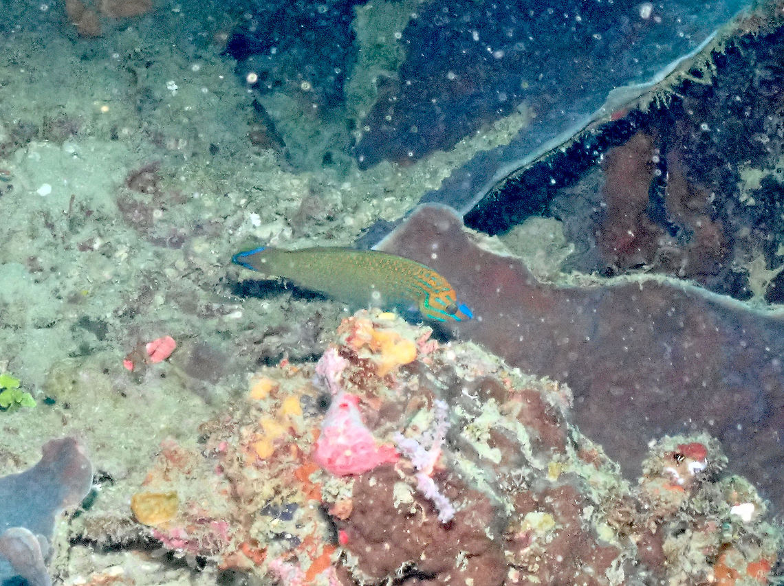 Grayhead Wrasse - Halichoeres leucurus No the best quality for this picture but it serves to introduce this species. Fall,Geotagged,Halichoeres leucurus,Indonesia