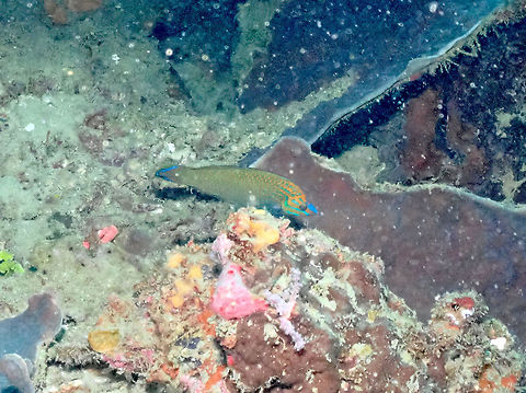 Grayhead Wrasse - Halichoeres leucurus No the best quality for this picture but it serves to introduce this species. Fall,Geotagged,Halichoeres leucurus,Indonesia