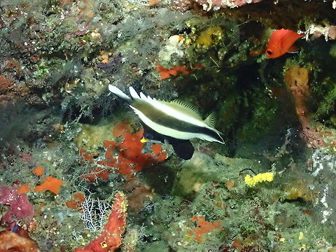 Threeband pennantfish - Heniochus chrysostomus  Fall,Geotagged,Heniochus chrysostomus,Indonesia,Threeband pennantfish