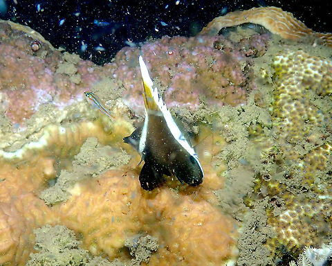 Horne bannerfish - Heniochus varius  Fall,Geotagged,Heniochus varius,Horne bannerfish,Indonesia